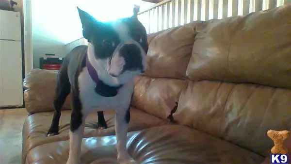 Boston Terrier